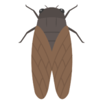 セミの無料アイコン・イラスト素材